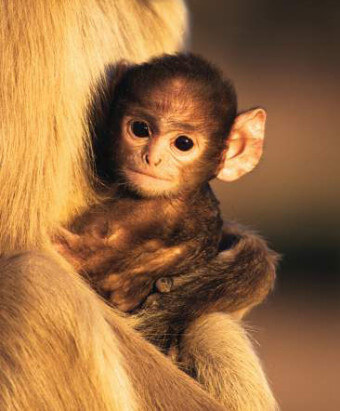 개띠 남자와 잘맞는 띠,개띠남자의 띠궁합(11)