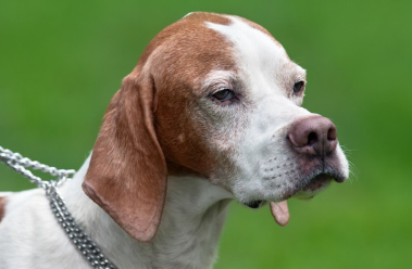 English Internation의 선임 선임자.