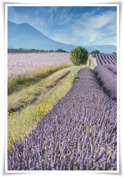 "라벤더" 향긋한 보랏빛 유혹, 자연이 선물하는 힐링과 영감의 향기!
