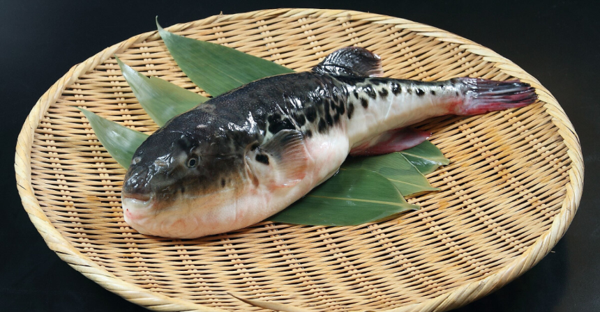 우리가 먹는 복어, 안전하게 즐기려면