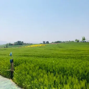 고창 청보리밭 축제 방문자 혜택_8