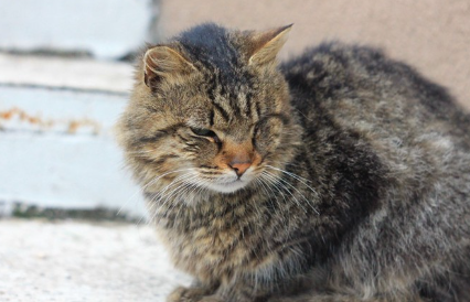 눈을 감고 있는 고양이.