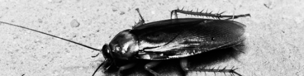 바퀴벌레 퇴치방법: 물리적 방법