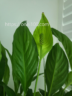 초록색꽃 스파티필름