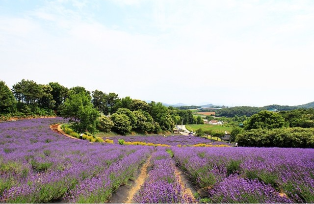 청농원 라벤더