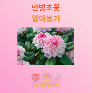 만병초꽃 꽃말 및 탐구