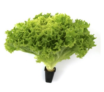 생방송투데이 환승직업 두 번째 인생 충주 쌈 채소 농장 웰팜이에이씨 쌈채소 스마트스토어 주문방법