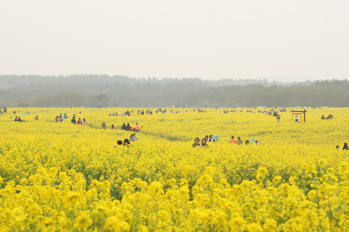 2024 벚꽃 개화시기 : 벚꽃 축제 일정, 축제 명소, 진해 군항제