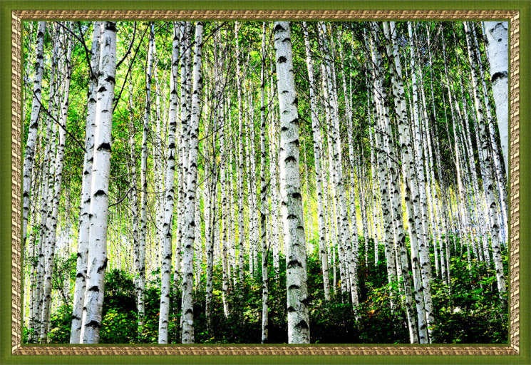 인제 자작나무숲