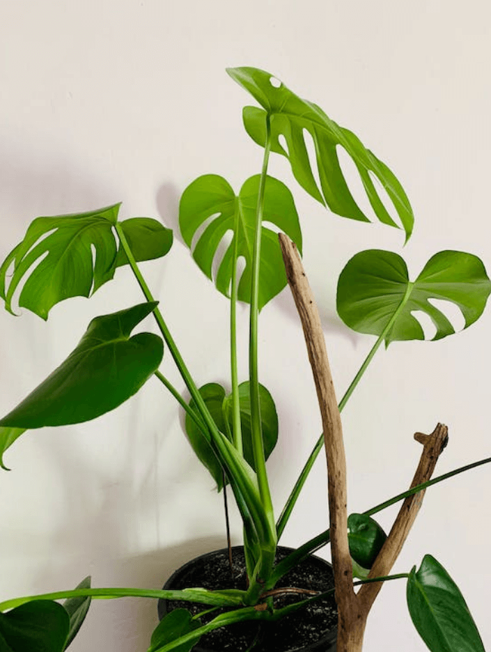 몬스테라 식물 키우기 관리 방법