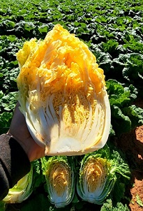 배추수확의달인