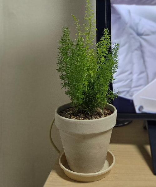 식물 잎이 노랗게 변하는 이유 (과습, 햇빛, 영양)