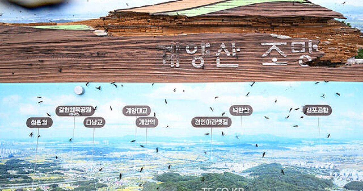 계양산 표지판에 붙은 러브 버그