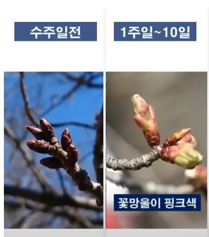 벚꽃개화시기-꽃눈관찰-10일