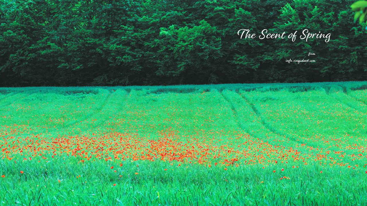 11 꽃양귀비 들판 C - The Scent of Spring 꽃배경화면
