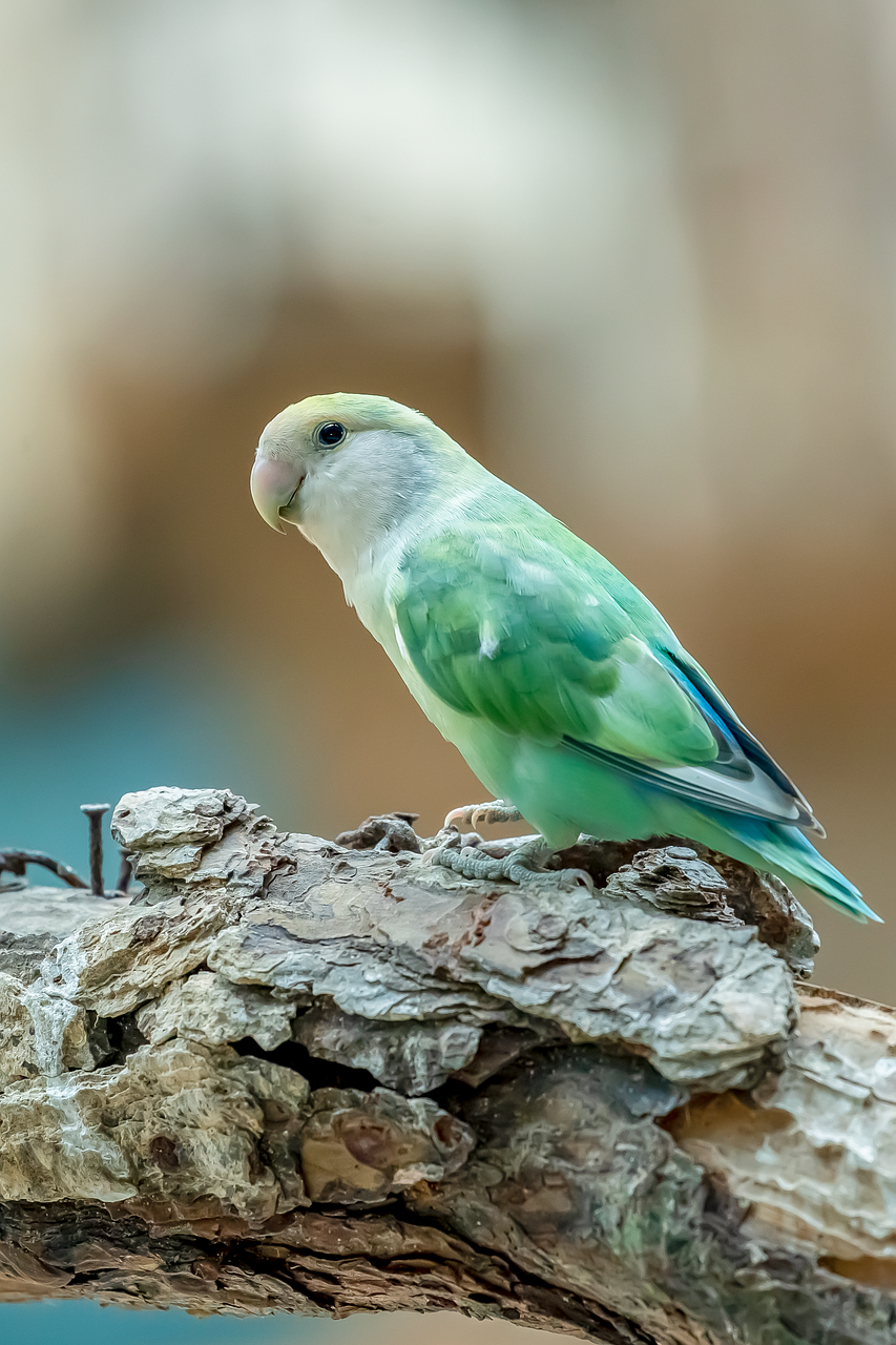 청와대 관람신청