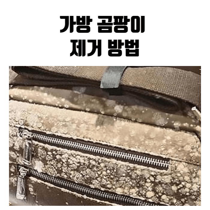 가방 곰팡이 제거 방법