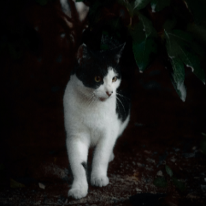 고양이-품종-17가지-종류-완벽-총정리