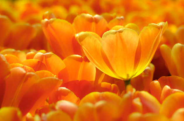 주황색 – 사교성과 활력을 주는 따뜻한 색