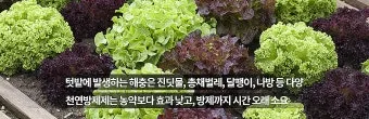 텃밭 해충 대처 진딧물 총채벌레 응애 노린재 방제_15