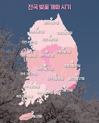 2025년 벚꽃 개화시기