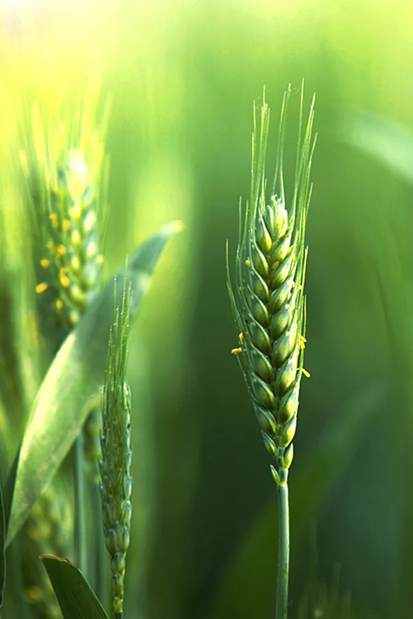 계절의 변화를 세분화한 24 절기 중 '소만' 이해하기