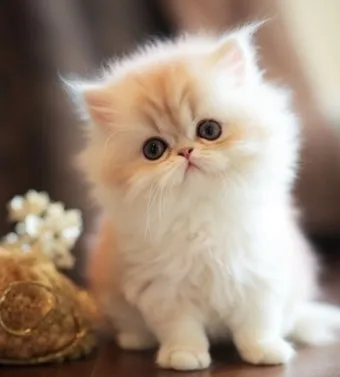 페르시안 고양이 유전병_2