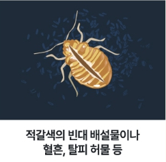빈대 퇴치법