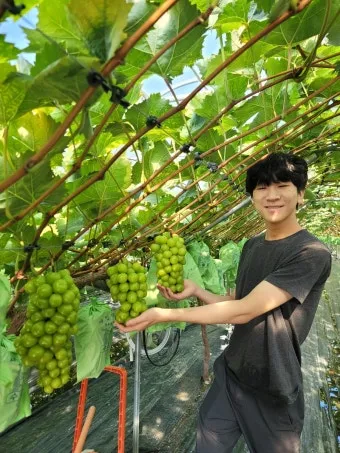 포도 재배 전정 시기 봉지 씌우기 병해 예방_7