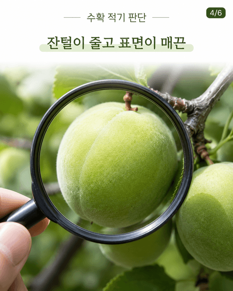 매실수확시기