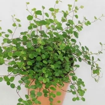 실내식물 여름철 관리 고온다습 통풍확보 물주기시간대 환기방법_6