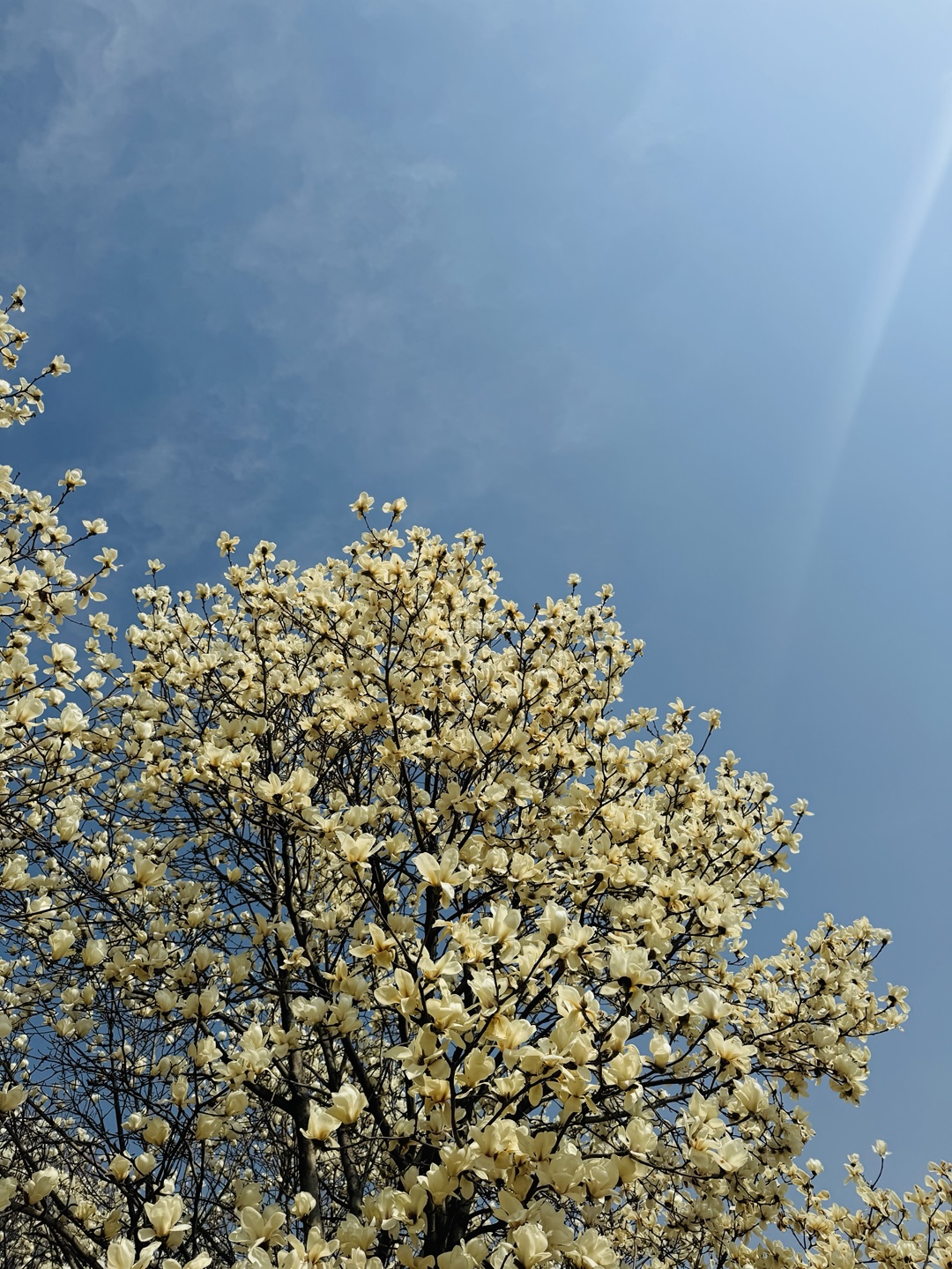 흥동 목련숲 실사