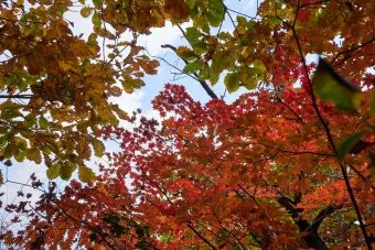 단풍구경 전국 명산 50대 이상 안전한 등산로 추천_11