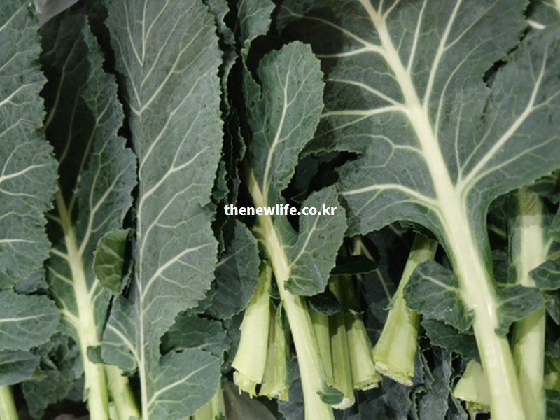 성장기 어린이의 골격 형성과 갱년기 여성의 약해진 뼈 밀도를 높여주는 천연 영양제 케일 섭취 모습 실물 사진