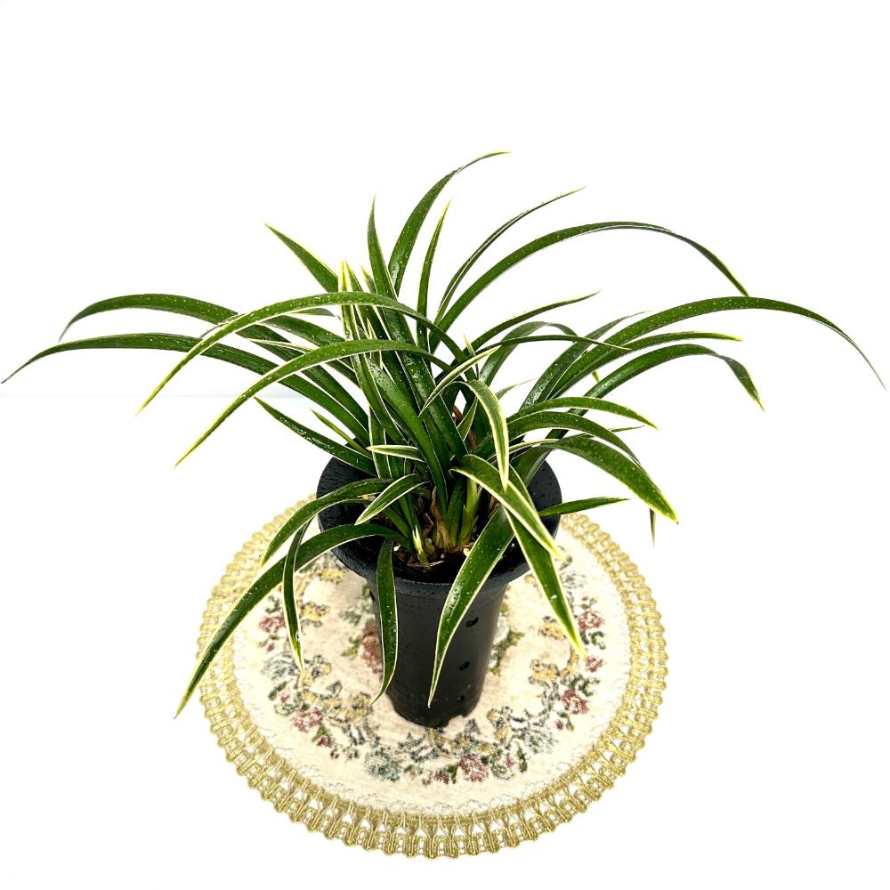 동양란 난 키우는법 물주는 방법