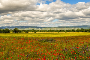 하동 북천 꽃양귀비 축제