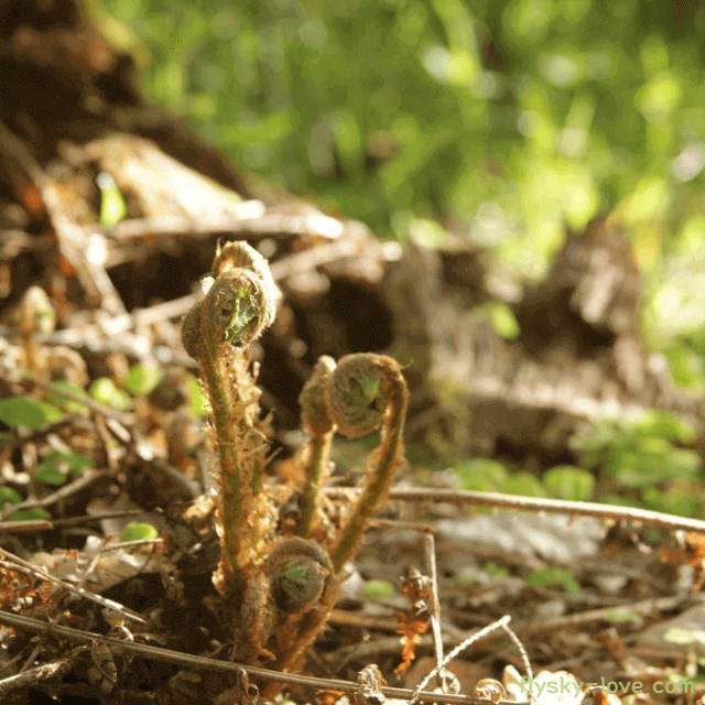 산에서 나는 고사리