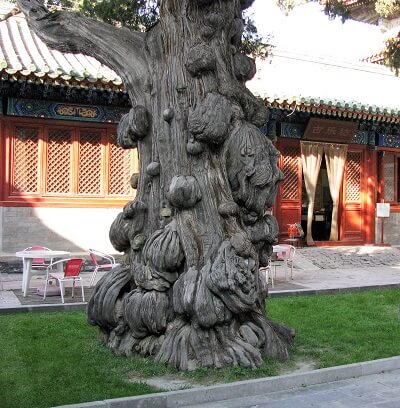 중국 베이징 공자사원의 Burl