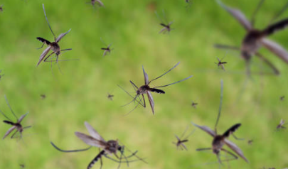 말라리아 증상 말라리아 예방접종 예방약 / 말라리아 모기 전염