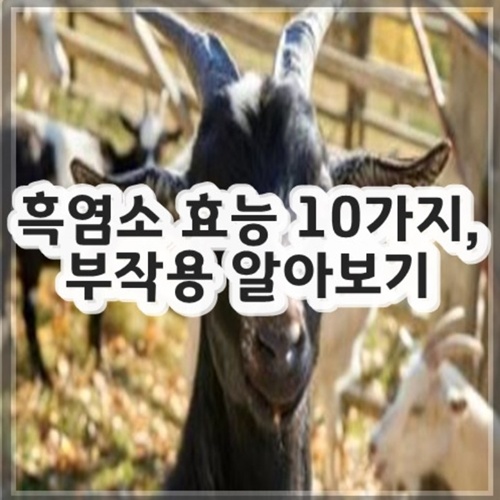흑염소 효능과 부작용 알아보기