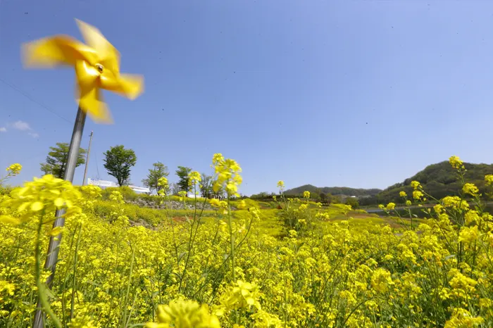 요산 공원 전경 이미지