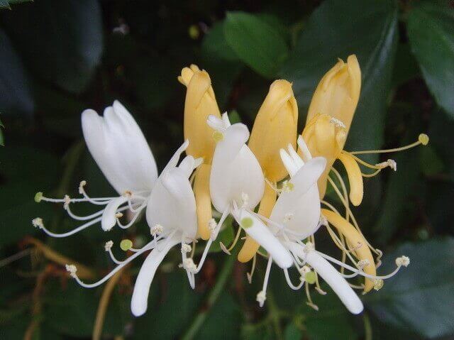 금은화(인동초) 9가지 효능 및 부작용과 복용법