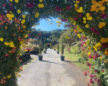 벽초지 수목원 가을꽃 국화축제_24