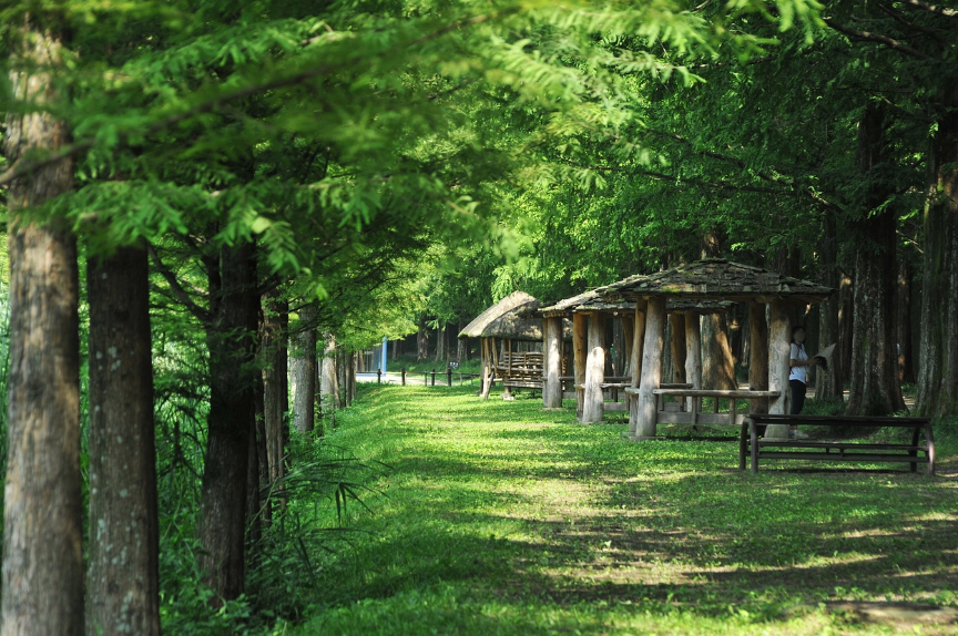 전라남도 담양 메타세쿼이아길 사진