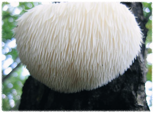 노루궁뎅이버섯-먹는법