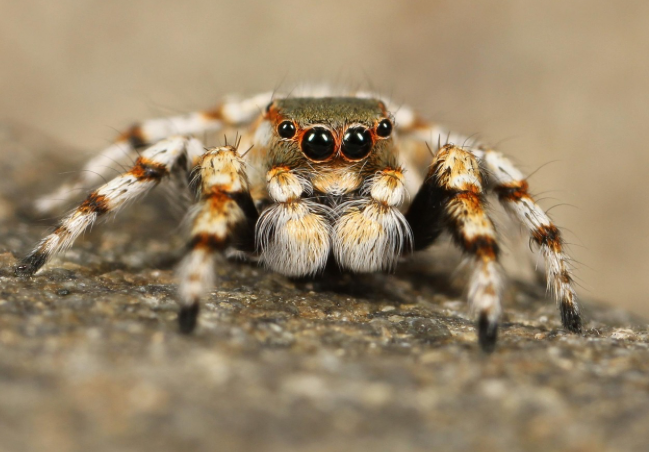 이탈리아 남부의 &lsquo;타란텔라 춤&rsquo;의 기원