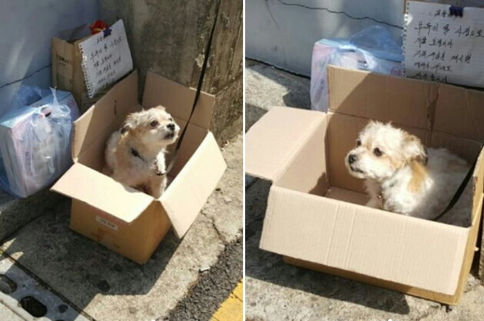 버려진 강아지