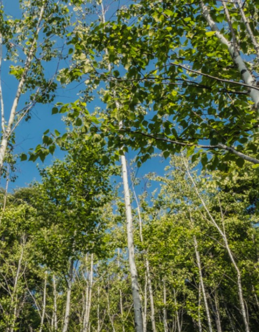 2025 화담숲 여름 수국축제&#44; 여름의 낭만을 품다!