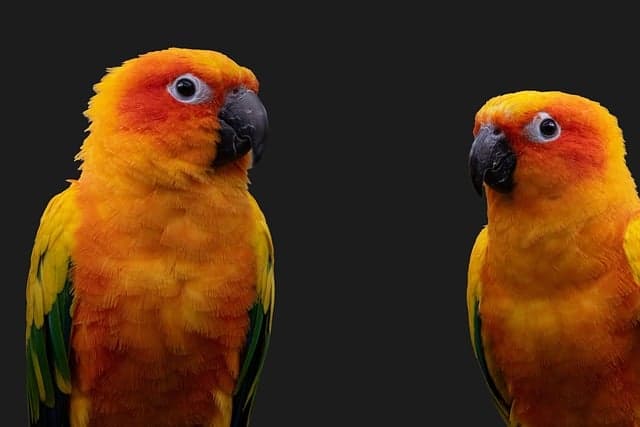 앵무새 종류별 특징과 성격 비교