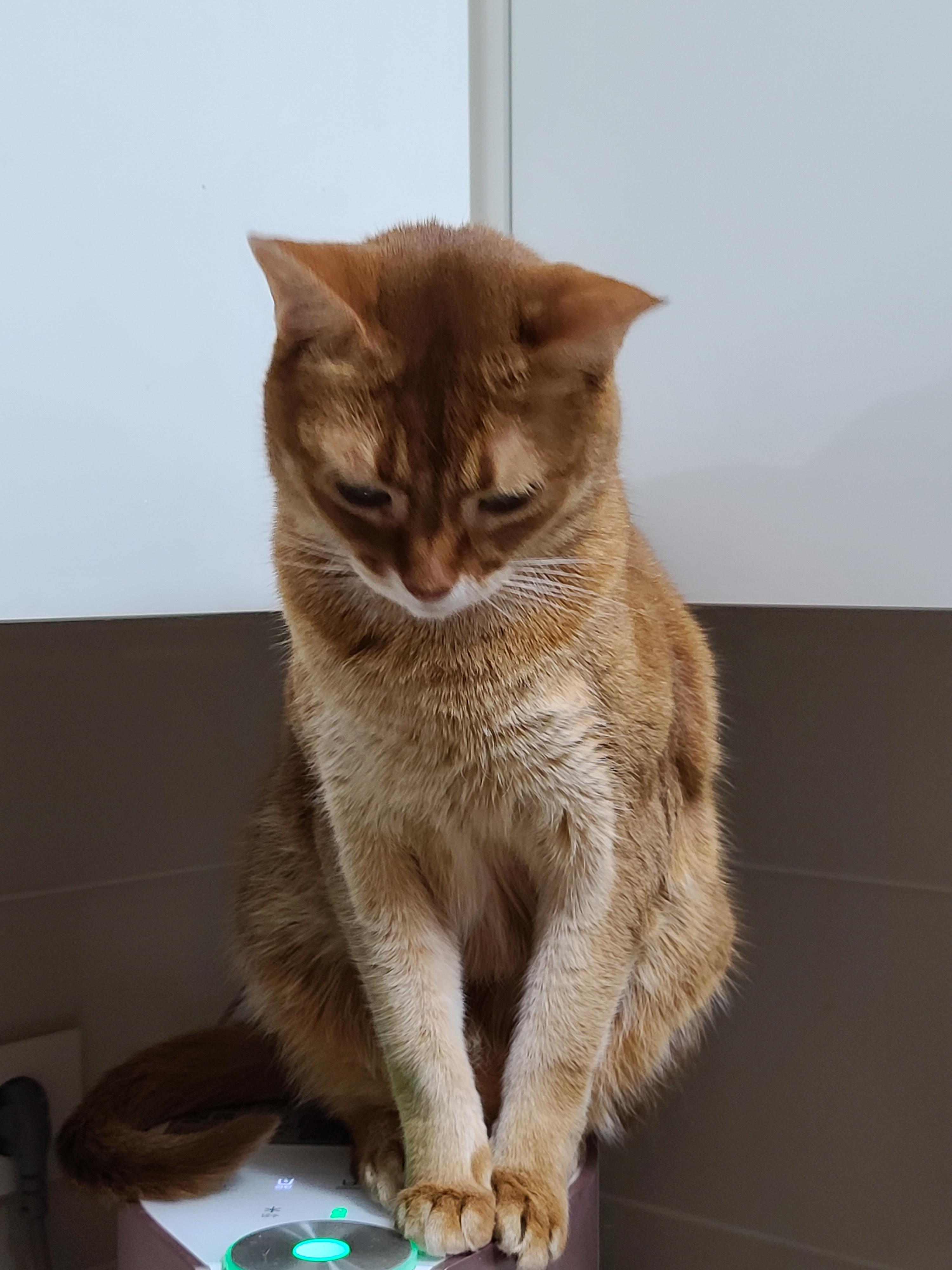 사람말 알아듣는 고양이. 사료를 먹지않는 고양이.